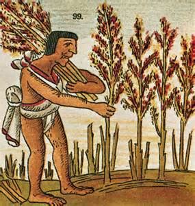 What Animals Did The Aztecs Farm